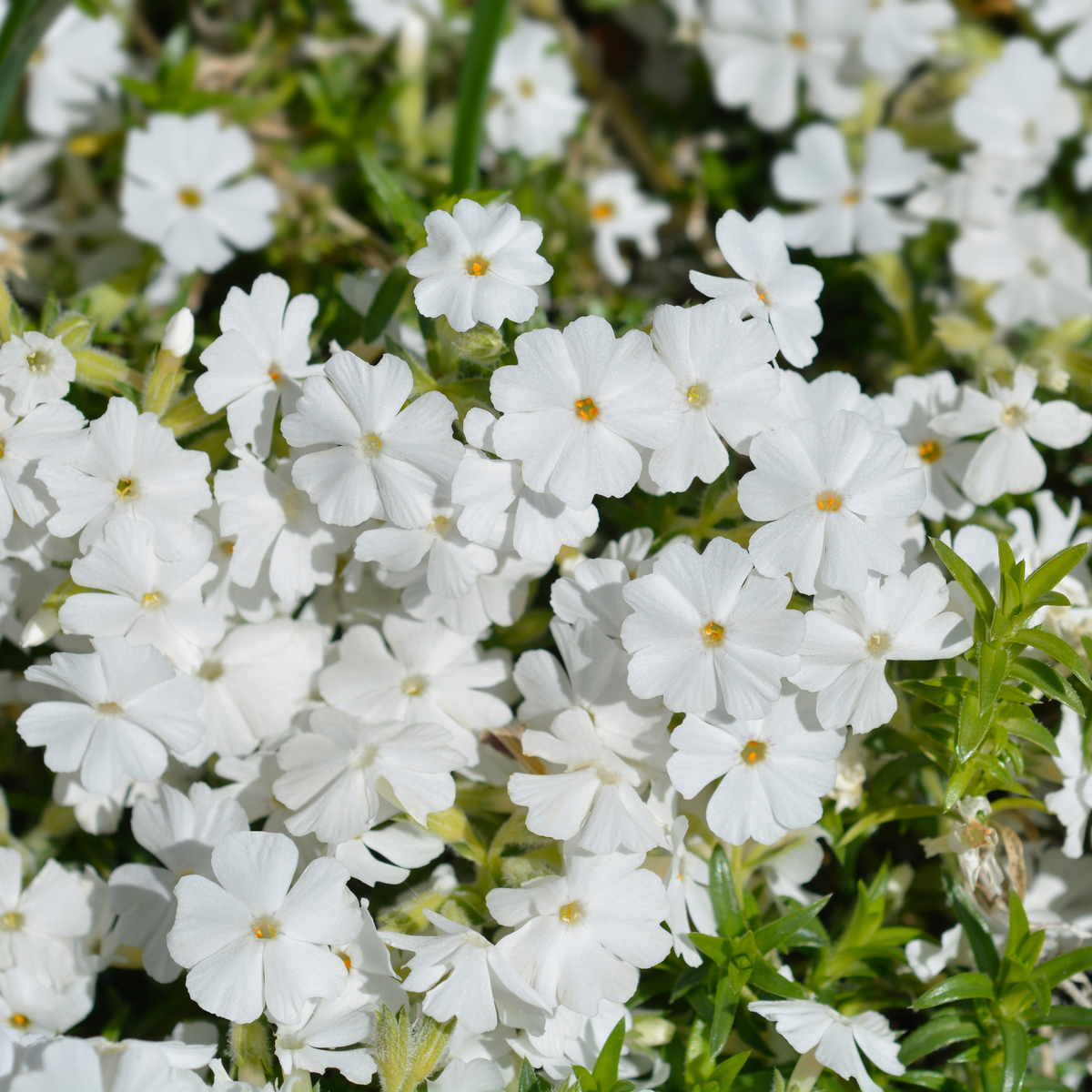 25+ Seeds| Snowflake Creeping Phlox Seeds - Cold Resistant - Drought Resistant - Evergreen - Potted - Plant in early Spring/Fall - #86