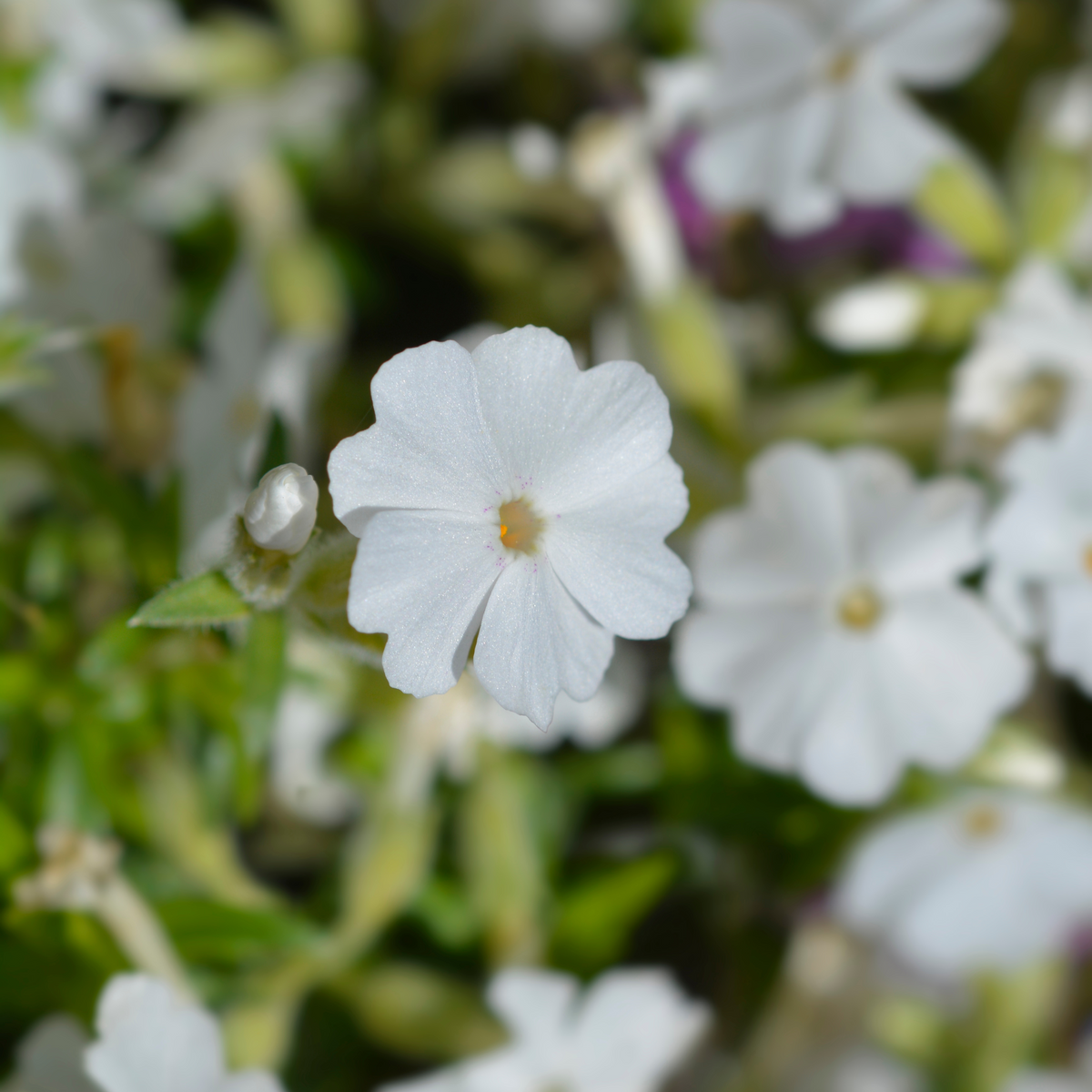 25+ Seeds| Snowflake Creeping Phlox Seeds - Cold Resistant - Drought Resistant - Evergreen - Potted - Plant in early Spring/Fall - #86