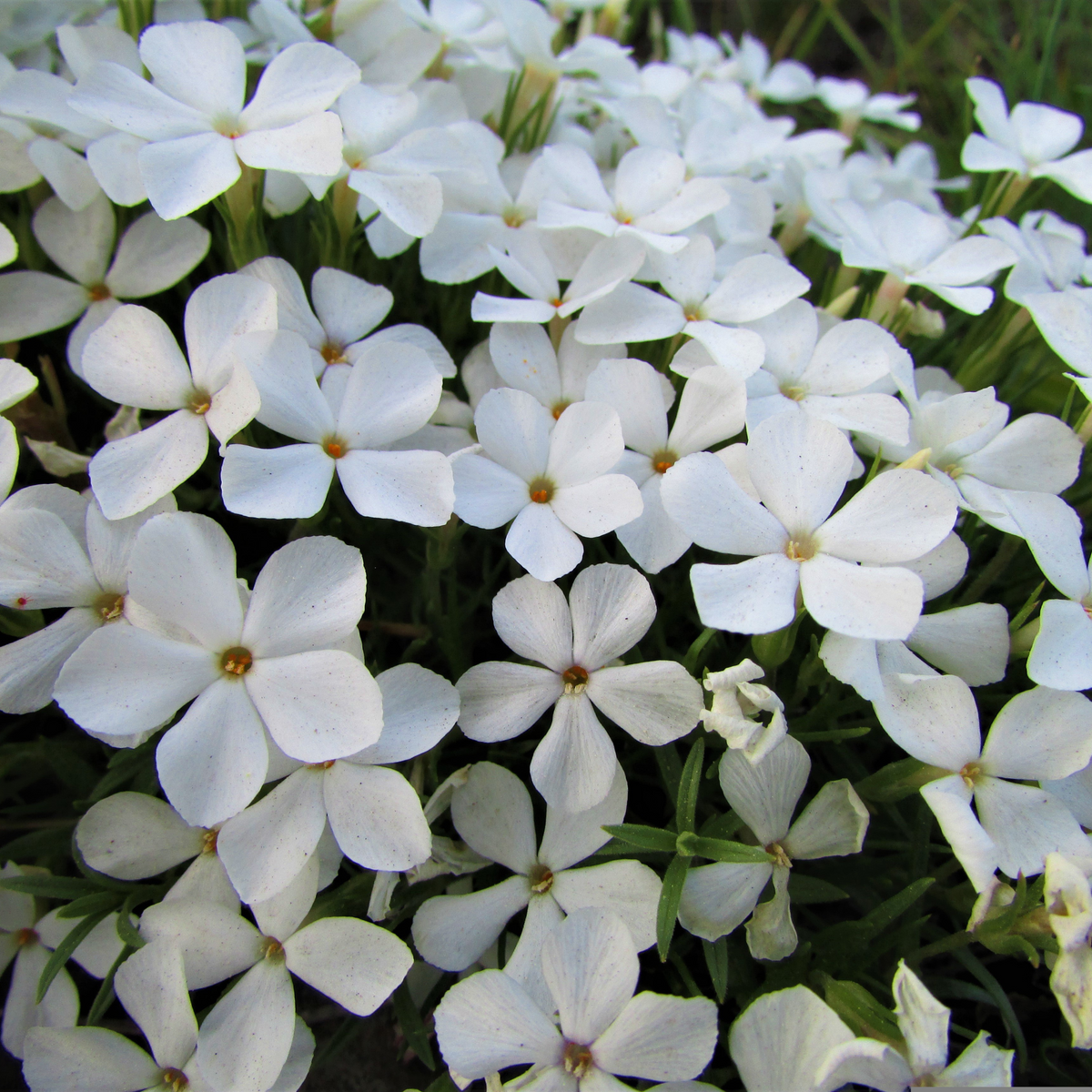 25+ Seeds| Snowflake Creeping Phlox Seeds - Cold Resistant - Drought Resistant - Evergreen - Potted - Plant in early Spring/Fall - #86