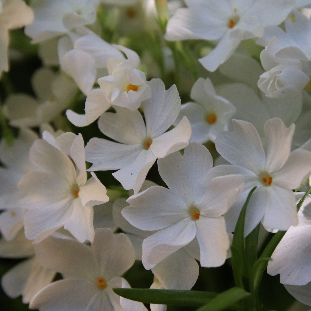 25+ Seeds| Snowflake Creeping Phlox Seeds - Cold Resistant - Drought Resistant - Evergreen - Potted - Plant in early Spring/Fall - #86