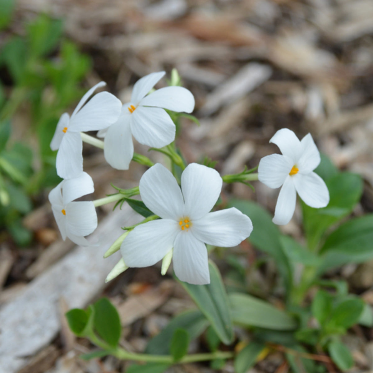 Snowflake Creeping Phlox Seeds - Cold Resistant, 25+ seeds