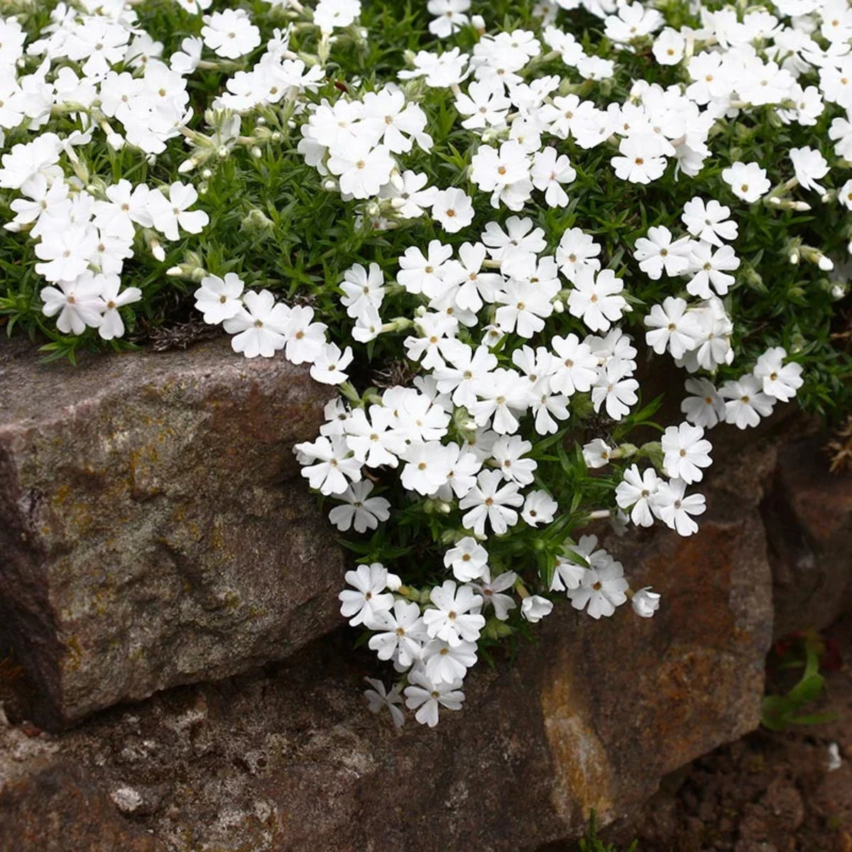 Snowflake Creeping Phlox Seeds - Cold Resistant, 25+ seeds