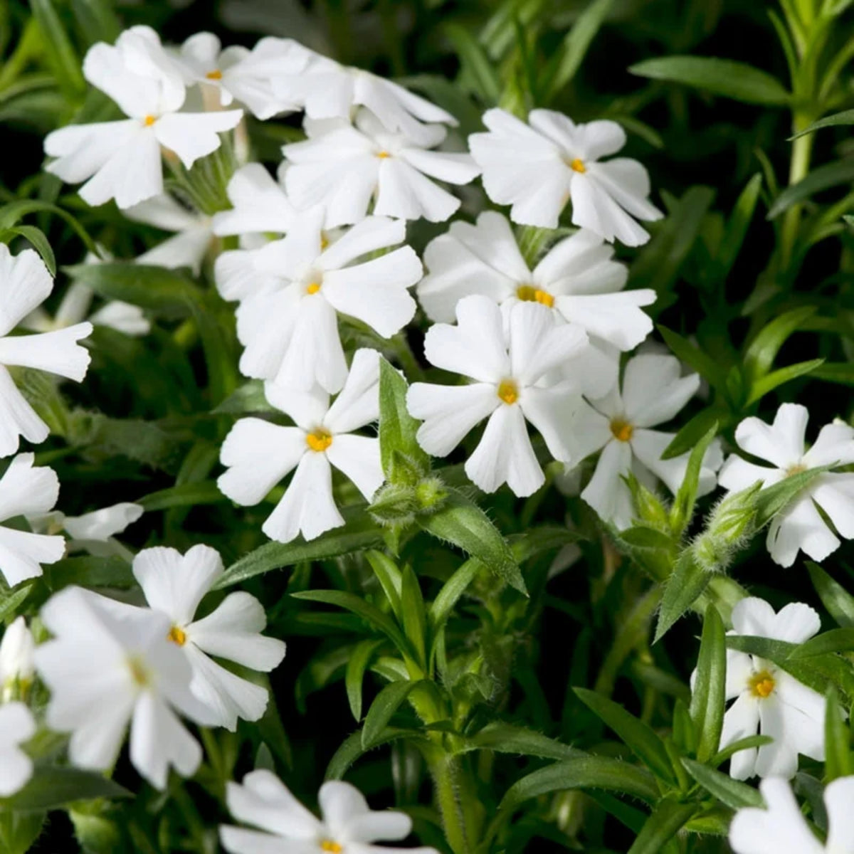 Snowflake Creeping Phlox Seeds - Cold Resistant, 25+ seeds
