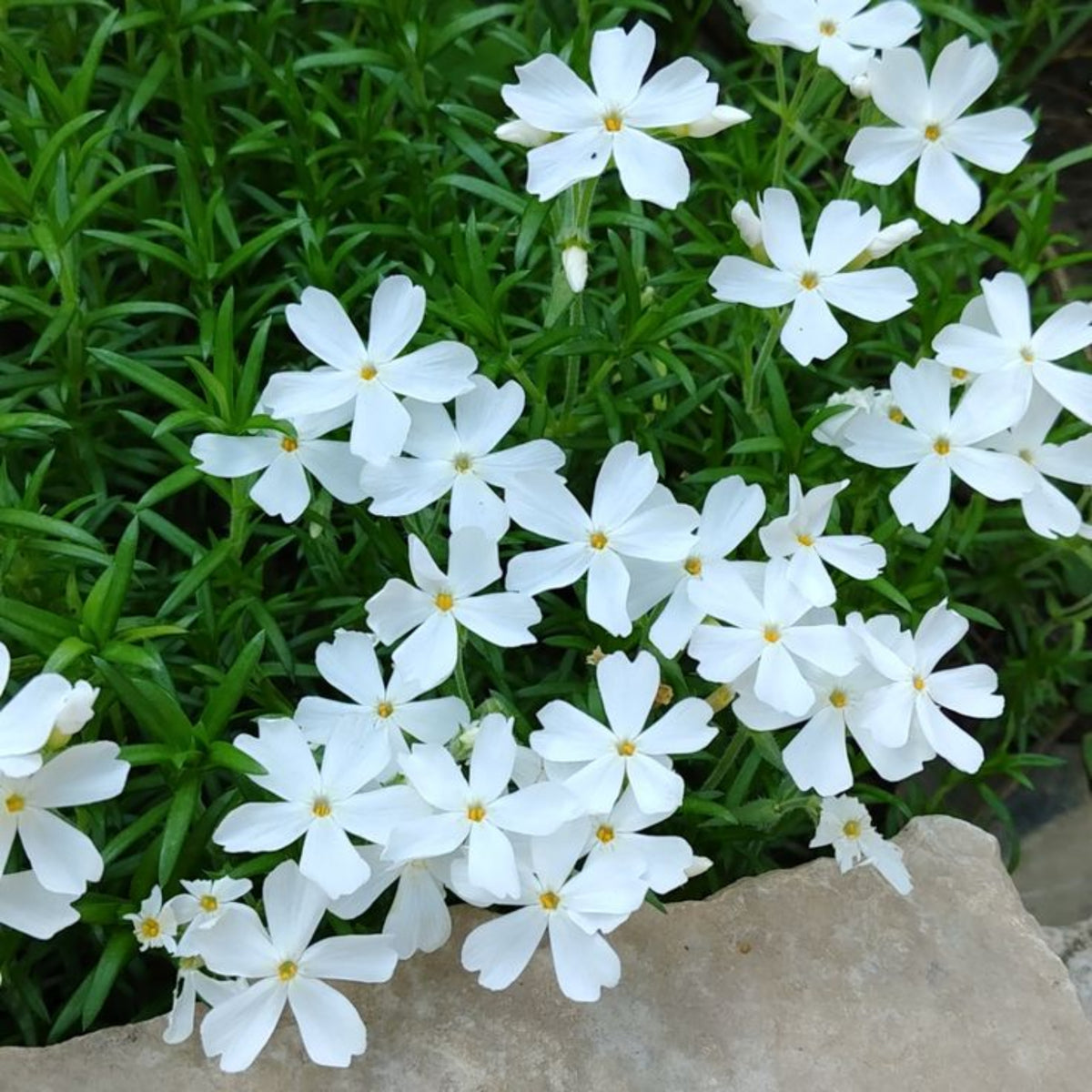Snowflake Creeping Phlox Seeds - Cold Resistant, 25+ seeds