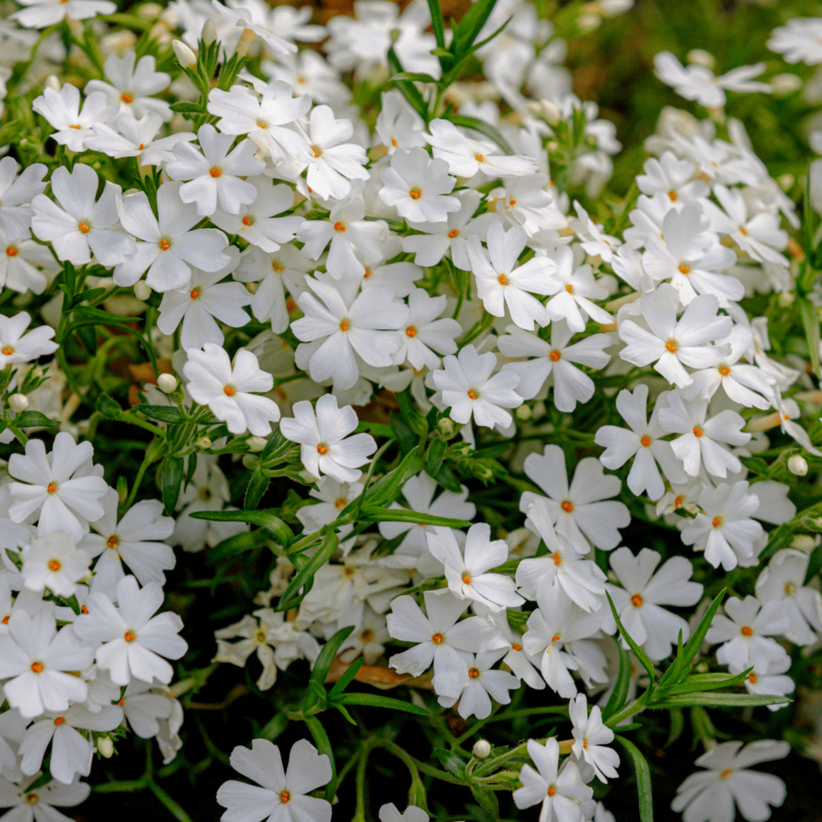 Snowflake Creeping Phlox Seeds - Cold Resistant, 25+ seeds