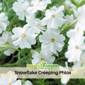 25+ Seeds| Snowflake Creeping Phlox Seeds - Cold Resistant - Drought Resistant - Evergreen - Potted - Plant in early Spring/Fall - #86