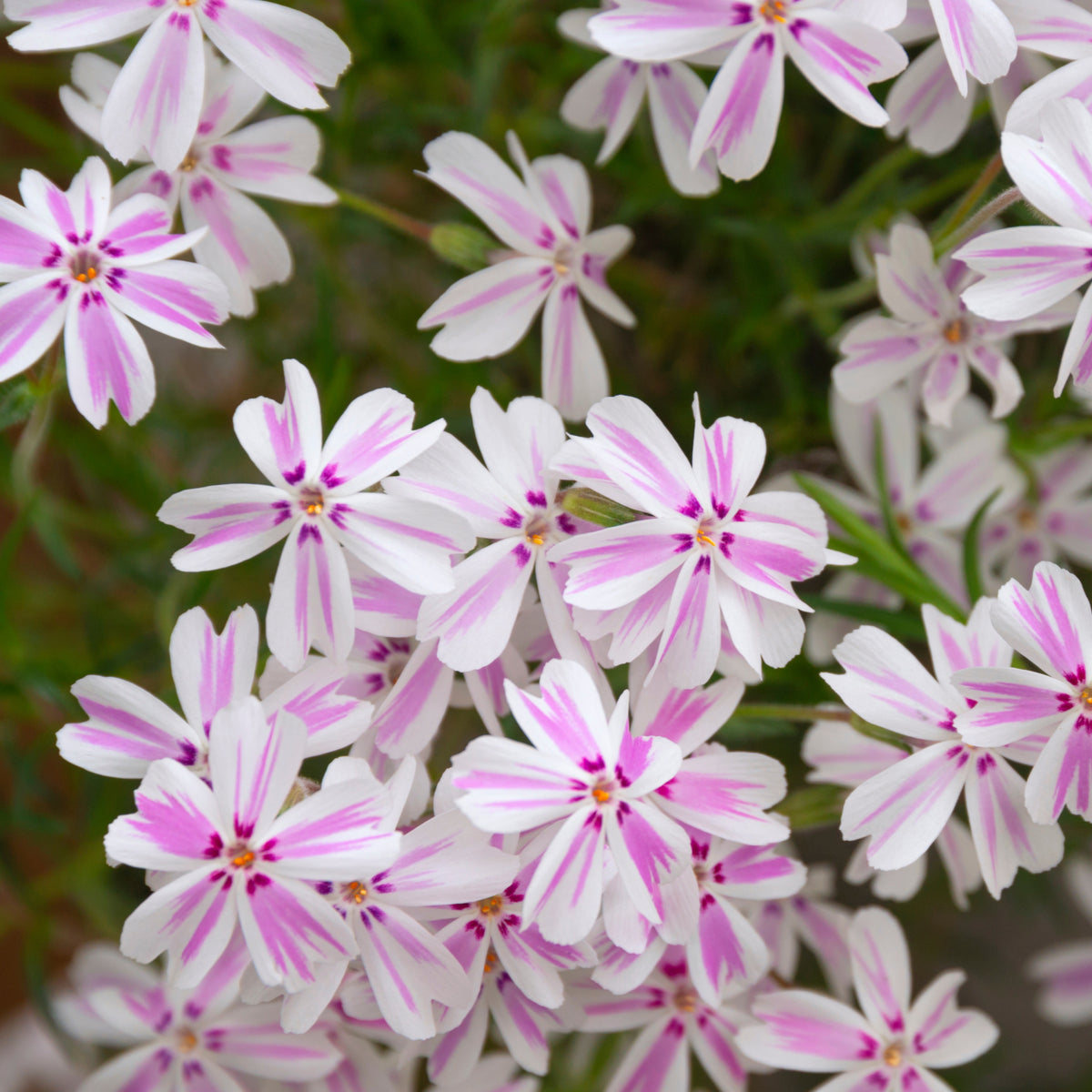 Candy Stripe Creeping Phlox Seeds - Cold Resistant, 25+ seeds