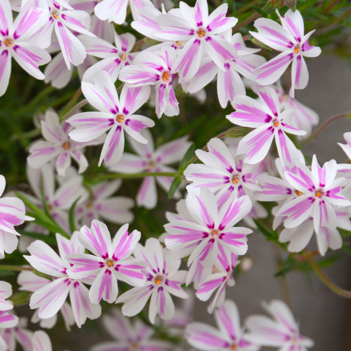 Candy Stripe Creeping Phlox Seeds - Cold Resistant, 25+ seeds
