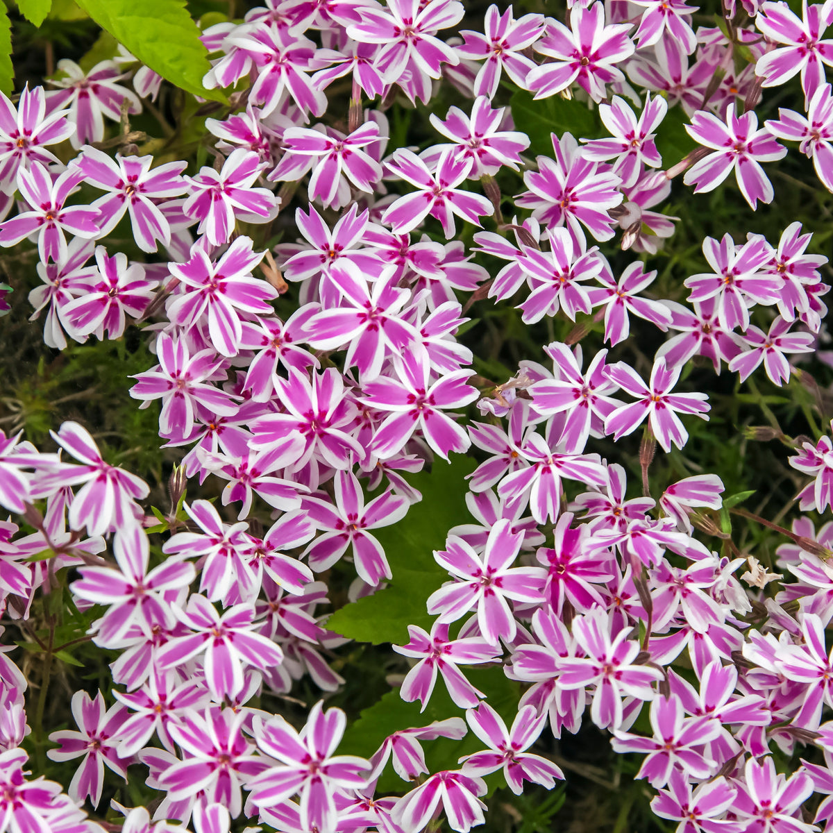 Candy Stripe Creeping Phlox Seeds - Cold Resistant, 25+ seeds
