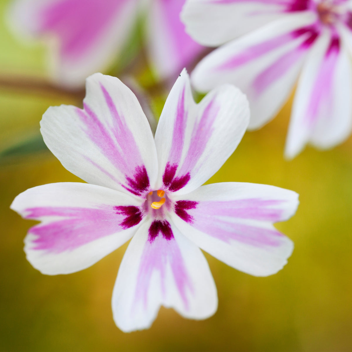 Candy Stripe Creeping Phlox Seeds - Cold Resistant, 25+ seeds