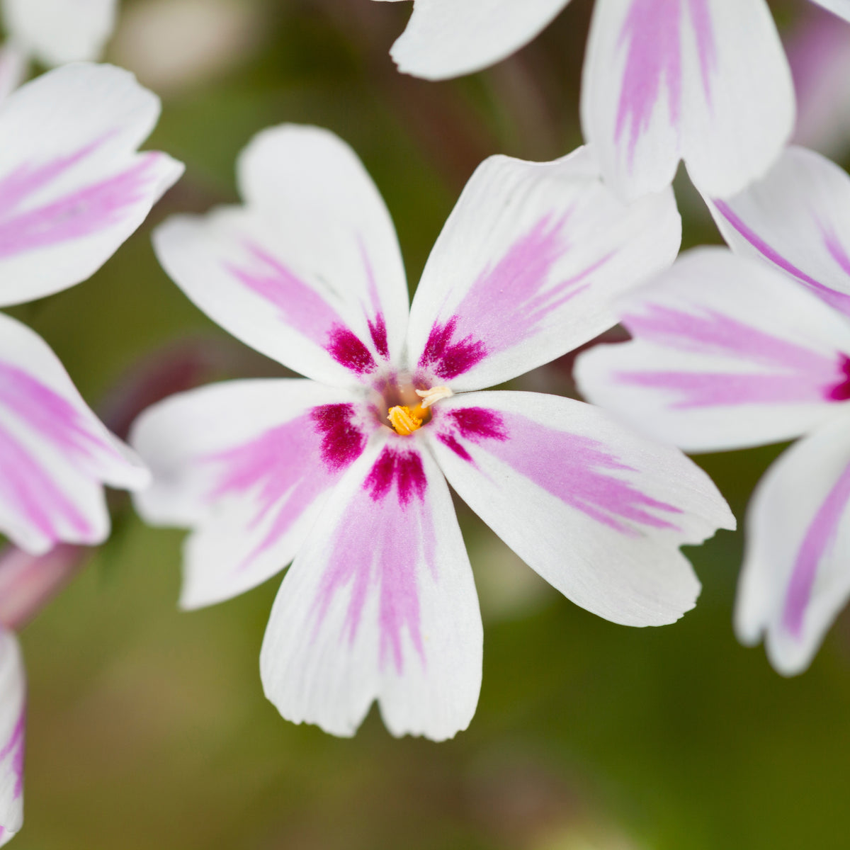 Candy Stripe Creeping Phlox Seeds - Cold Resistant, 25+ seeds