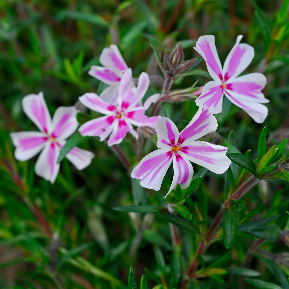 Candy Stripe Creeping Phlox Seeds - Cold Resistant, 25+ seeds