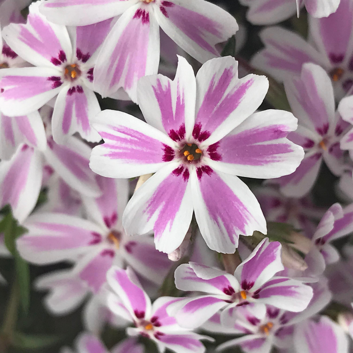 25+ Seeds| Candy Stripe Creeping Phlox Seeds - Cold Resistant - Drought Resistant - Evergreen - Potted - Plant in early Spring/Fall - #87