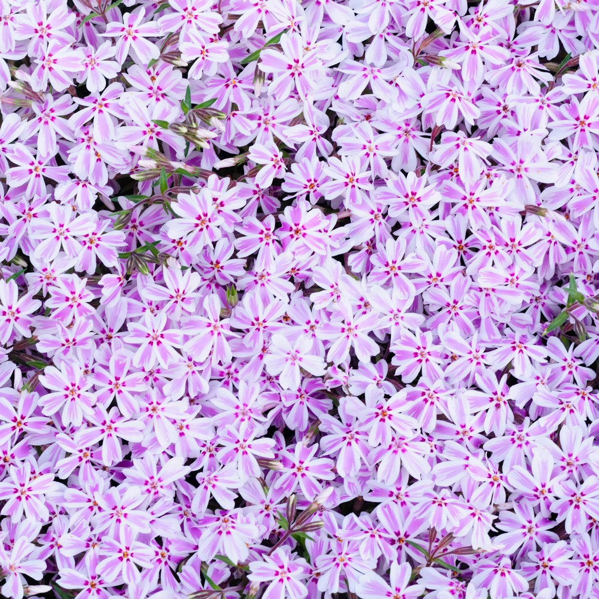 Candy Stripe Creeping Phlox Seeds - Cold Resistant, 25+ seeds