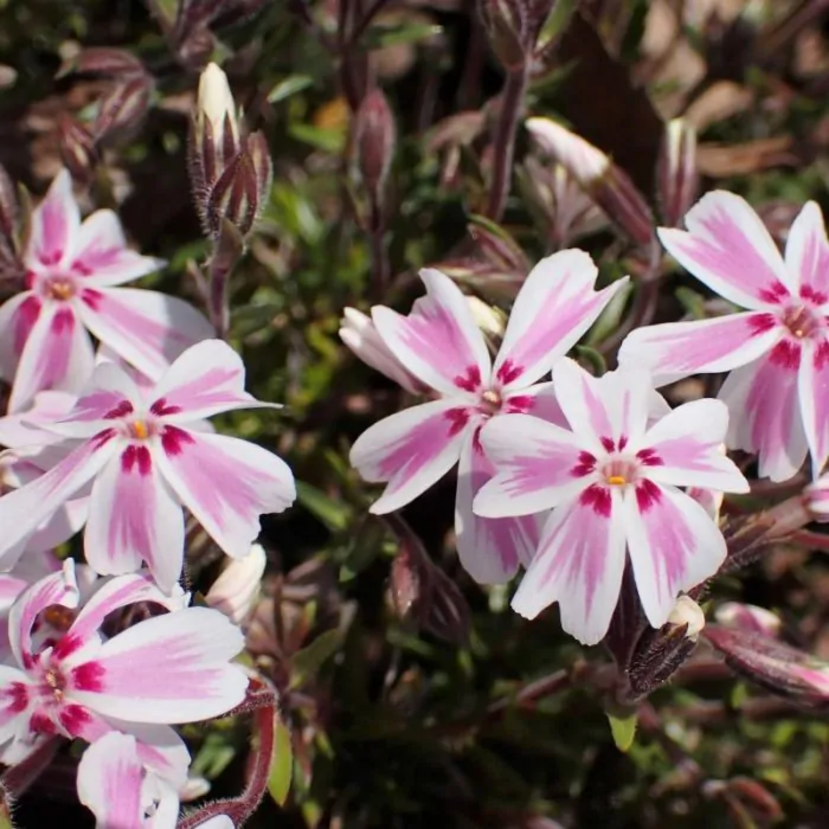 25+ Seeds| Candy Stripe Creeping Phlox Seeds - Cold Resistant - Drought Resistant - Evergreen - Potted - Plant in early Spring/Fall - #87