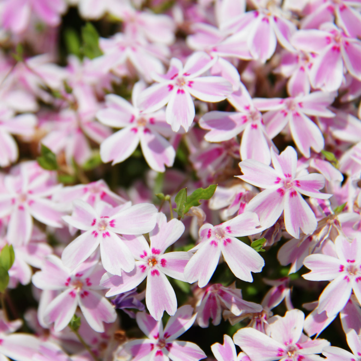 Candy Stripe Creeping Phlox Seeds - Cold Resistant, 25+ seeds