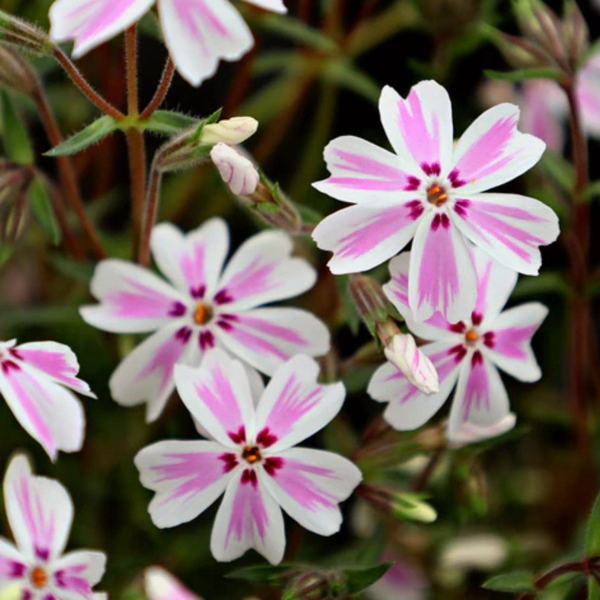 25+ Seeds| Candy Stripe Creeping Phlox Seeds - Cold Resistant - Drought Resistant - Evergreen - Potted - Plant in early Spring/Fall - #87