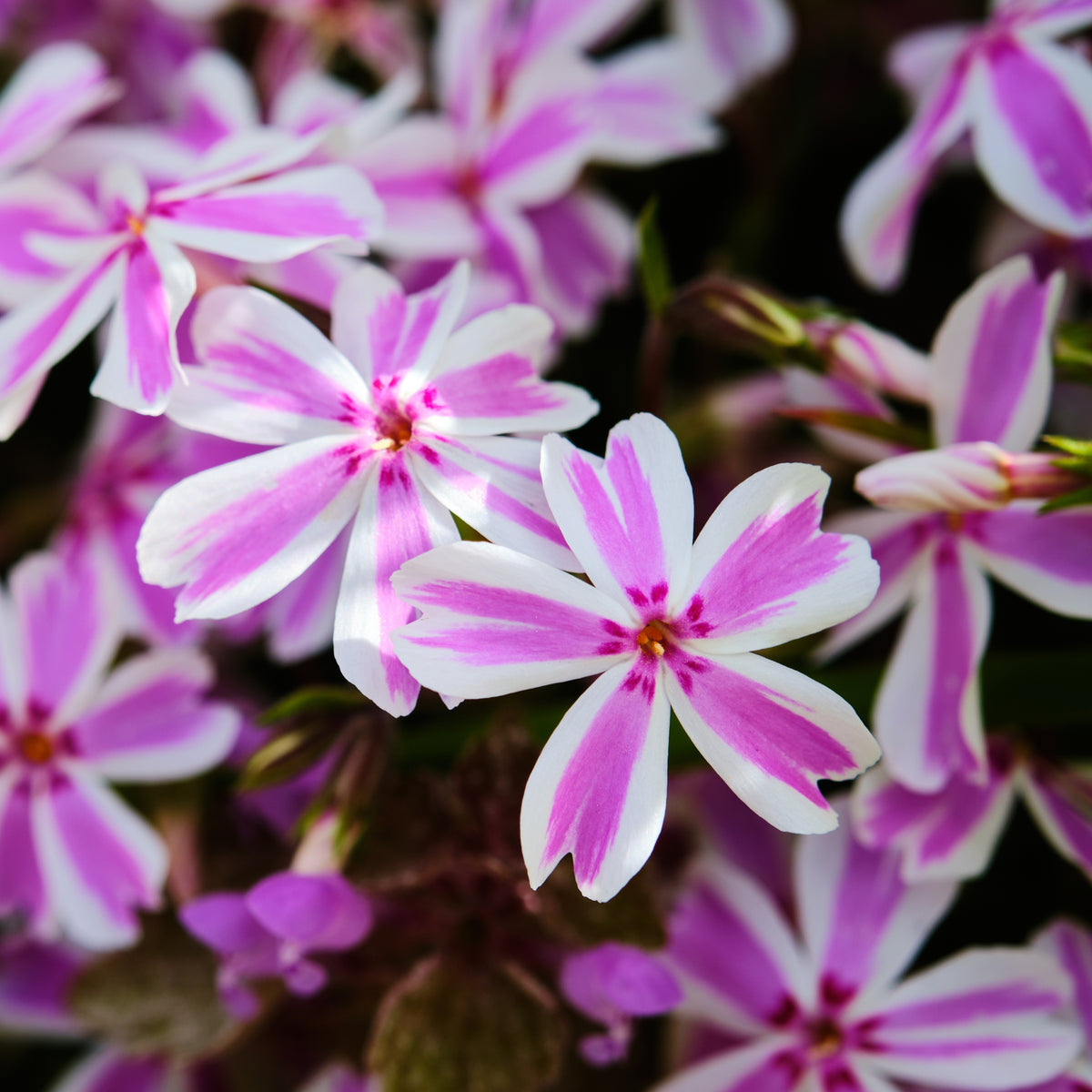 Candy Stripe Creeping Phlox Seeds - Cold Resistant, 25+ seeds