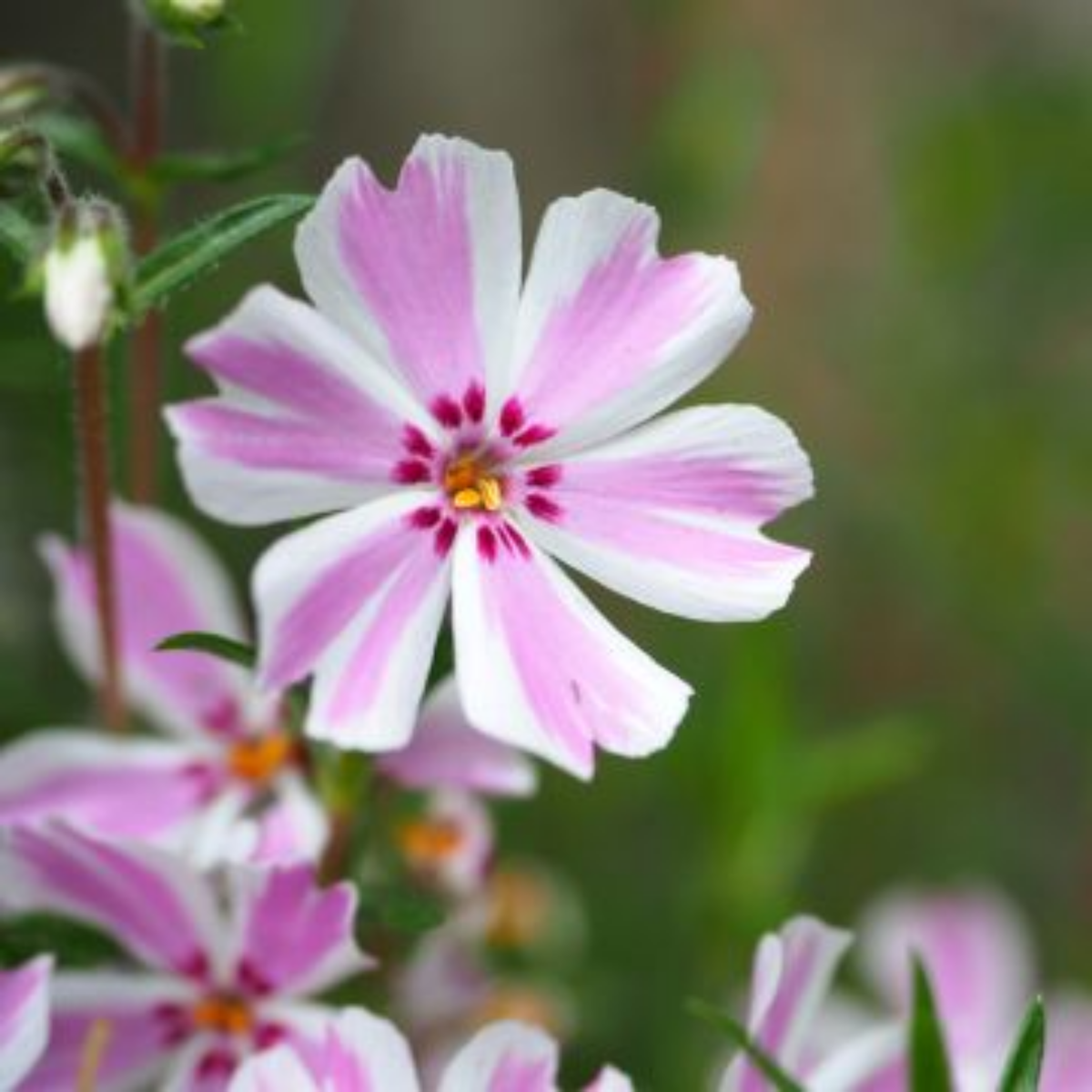 25+ Seeds| Candy Stripe Creeping Phlox Seeds - Cold Resistant - Drought Resistant - Evergreen - Potted - Plant in early Spring/Fall - #87