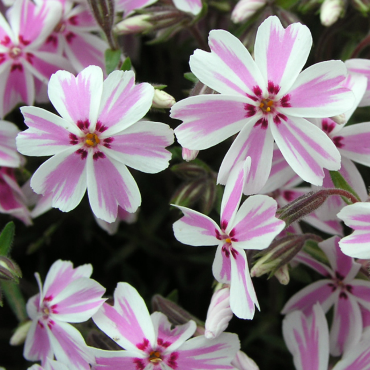 25+ Seeds| Candy Stripe Creeping Phlox Seeds - Cold Resistant - Drought Resistant - Evergreen - Potted - Plant in early Spring/Fall - #87