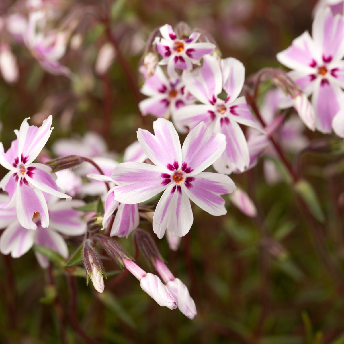 Candy Stripe Creeping Phlox Seeds - Cold Resistant, 25+ seeds