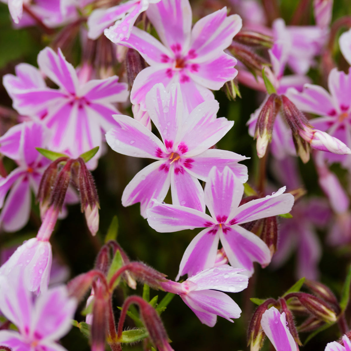 Candy Stripe Creeping Phlox Seeds - Cold Resistant, 25+ seeds