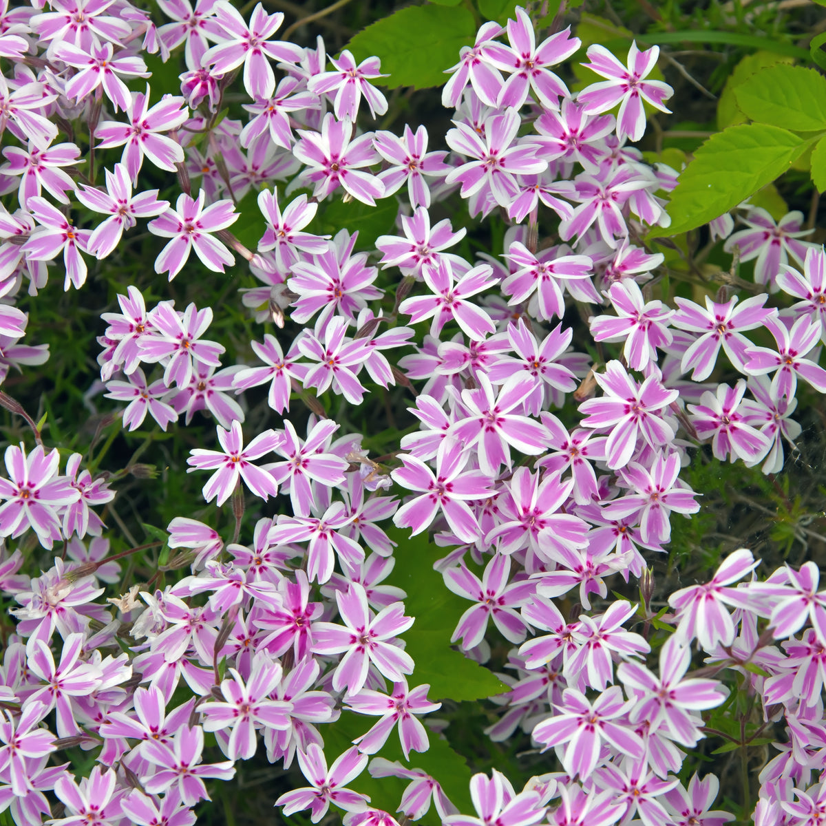Candy Stripe Creeping Phlox Seeds - Cold Resistant, 25+ seeds