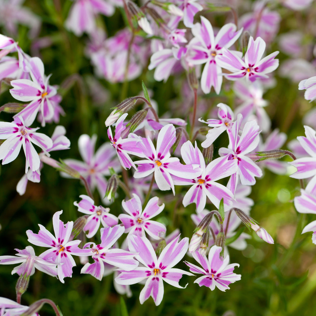 Candy Stripe Creeping Phlox Seeds - Cold Resistant, 25+ seeds