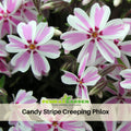 25+ Seeds| Candy Stripe Creeping Phlox Seeds - Cold Resistant - Drought Resistant - Evergreen - Potted - Plant in early Spring/Fall - #87