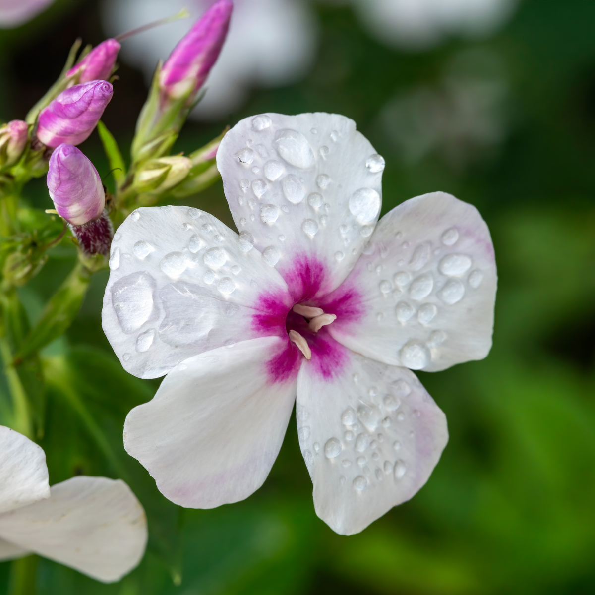 25+ Seeds| Flame White Eye Phlox Seeds - Cold Resistant - Drought Resistant - Evergreen - Potted - Plant in early Spring/Fall - #88