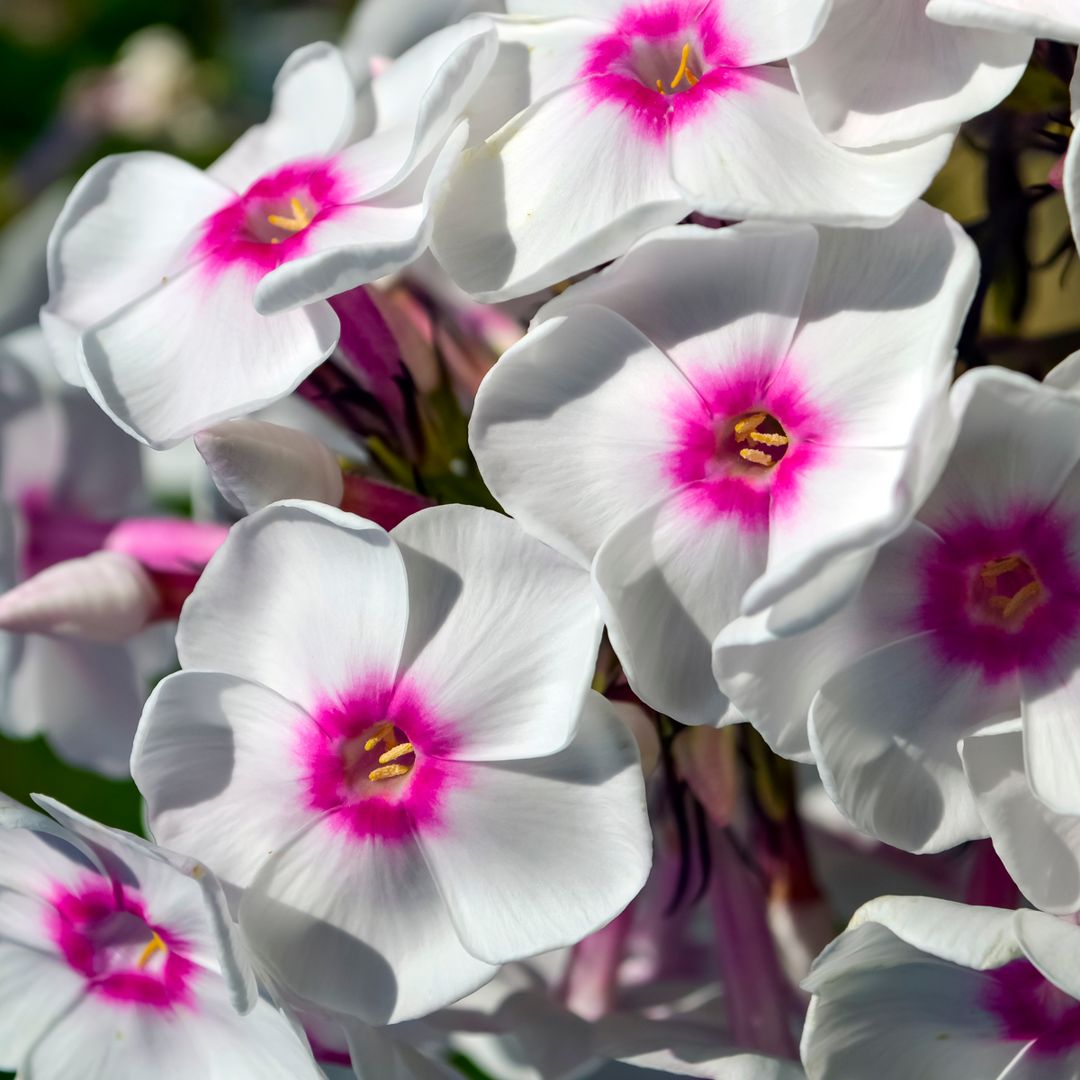 25+ Seeds| Flame White Eye Phlox Seeds - Cold Resistant - Drought Resistant - Evergreen - Potted - Plant in early Spring/Fall - #88