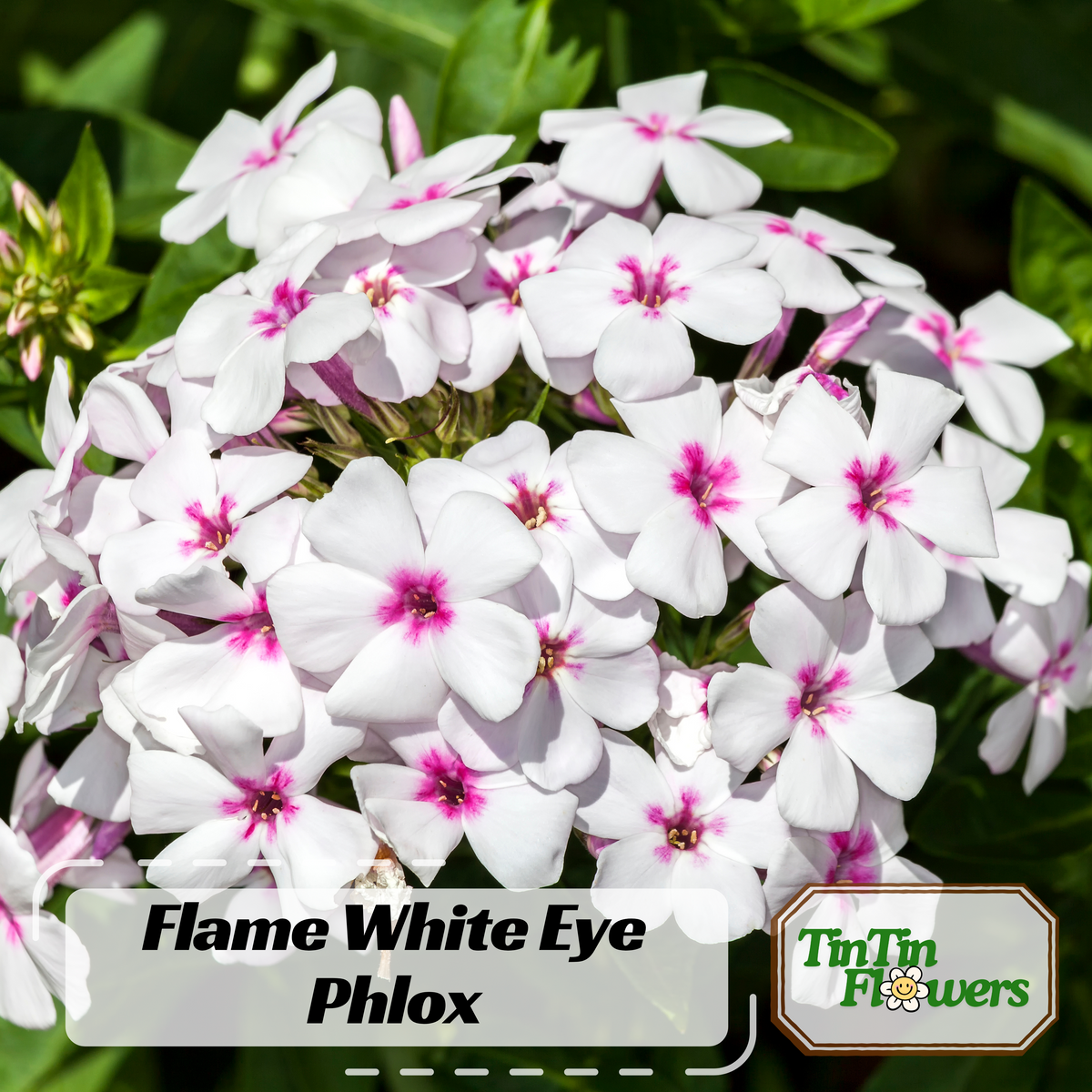 25+ Seeds| Flame White Eye Phlox Seeds - Cold Resistant - Drought Resistant - Evergreen - Potted - Plant in early Spring/Fall - #88