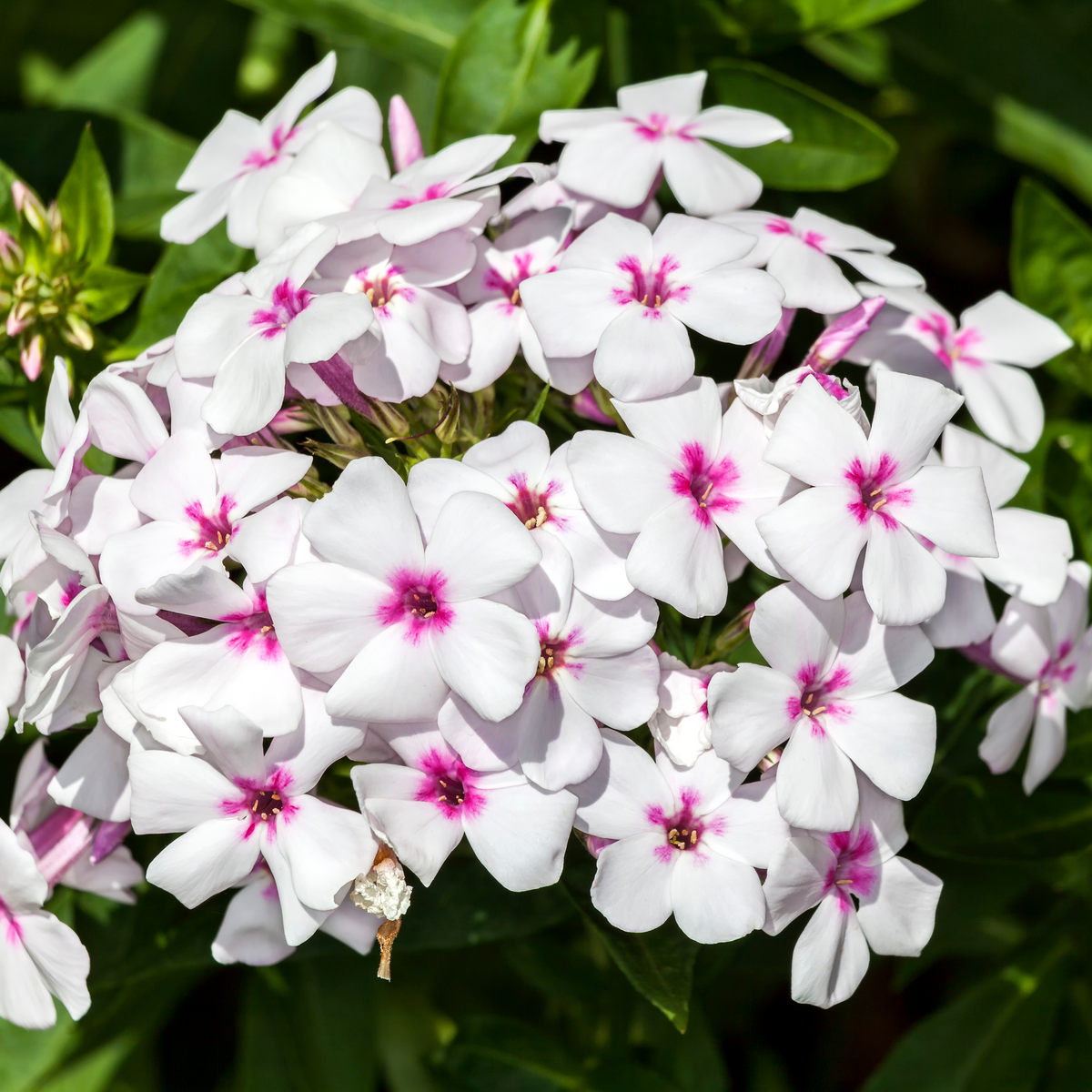 25+ Seeds| Flame White Eye Phlox Seeds - Cold Resistant - Drought Resistant - Evergreen - Potted - Plant in early Spring/Fall - #88