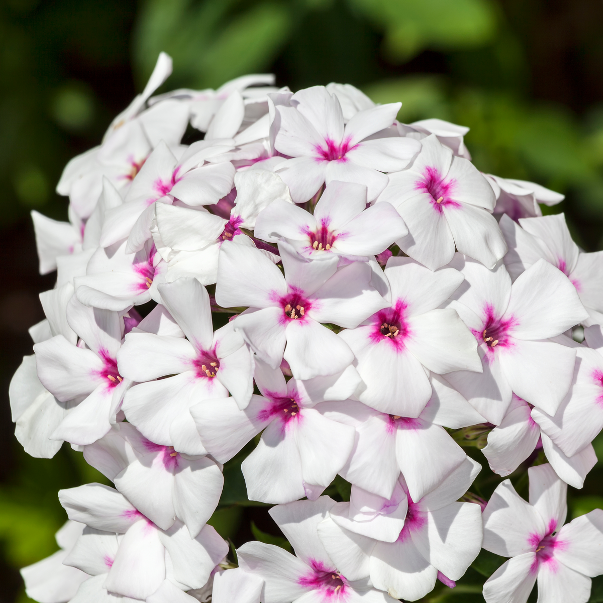 25+ Seeds| Flame White Eye Phlox Seeds - Cold Resistant - Drought Resistant - Evergreen - Potted - Plant in early Spring/Fall - #88