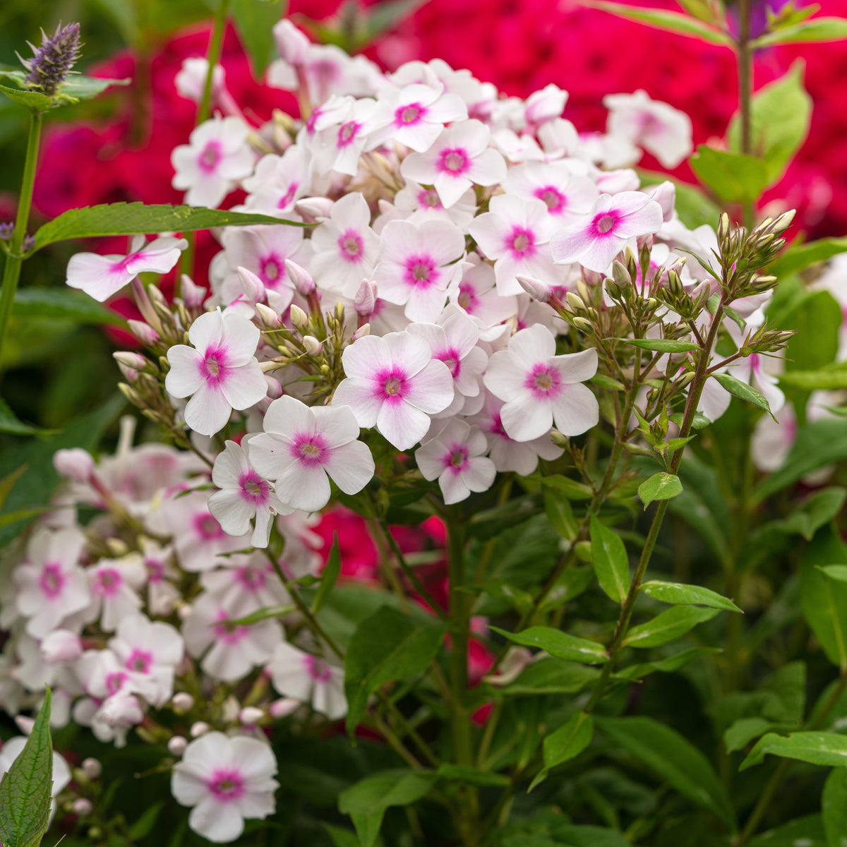 Flame White Eye Phlox Seeds - Cold Resistant, 25+ seeds