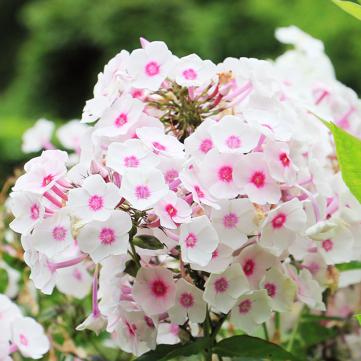 25+ Seeds| Flame White Eye Phlox Seeds - Cold Resistant - Drought Resistant - Evergreen - Potted - Plant in early Spring/Fall - #88