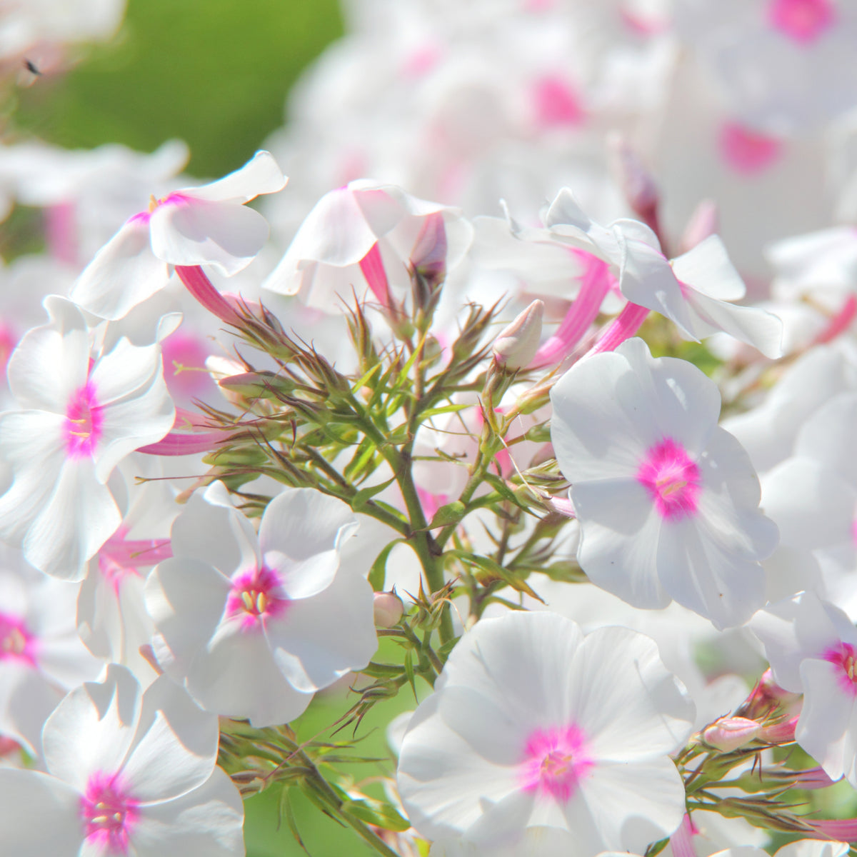 Flame White Eye Phlox Seeds - Cold Resistant, 25+ seeds