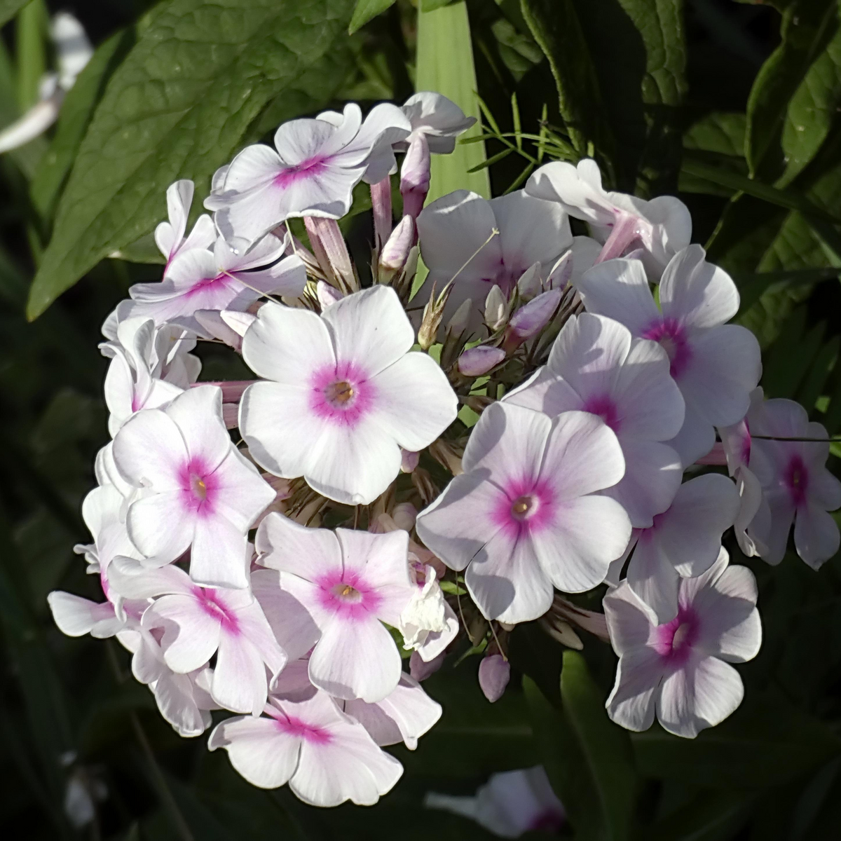 25+ Seeds| Flame White Eye Phlox Seeds - Cold Resistant - Drought Resistant - Evergreen - Potted - Plant in early Spring/Fall - #88