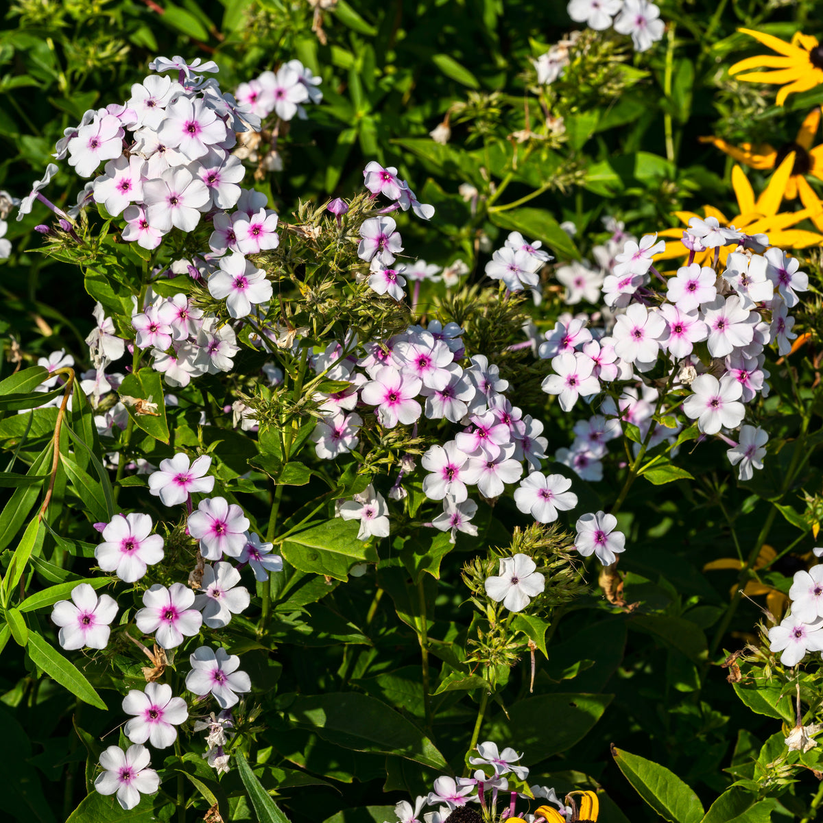Flame White Eye Phlox Seeds - Cold Resistant, 25+ seeds