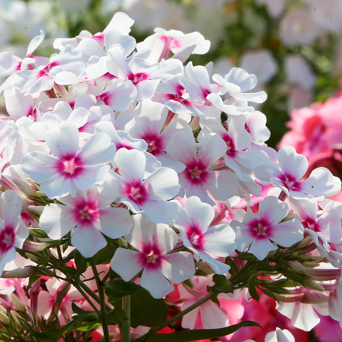 25+ Seeds| Flame White Eye Phlox Seeds - Cold Resistant - Drought Resistant - Evergreen - Potted - Plant in early Spring/Fall - #88