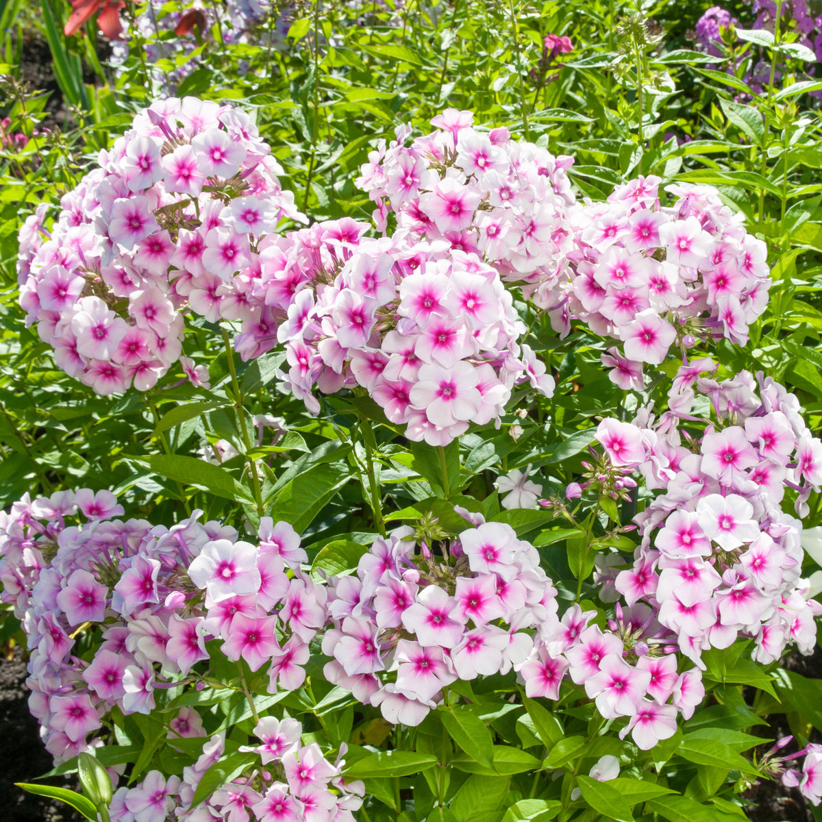 Flame White Eye Phlox Seeds - Cold Resistant, 25+ seeds
