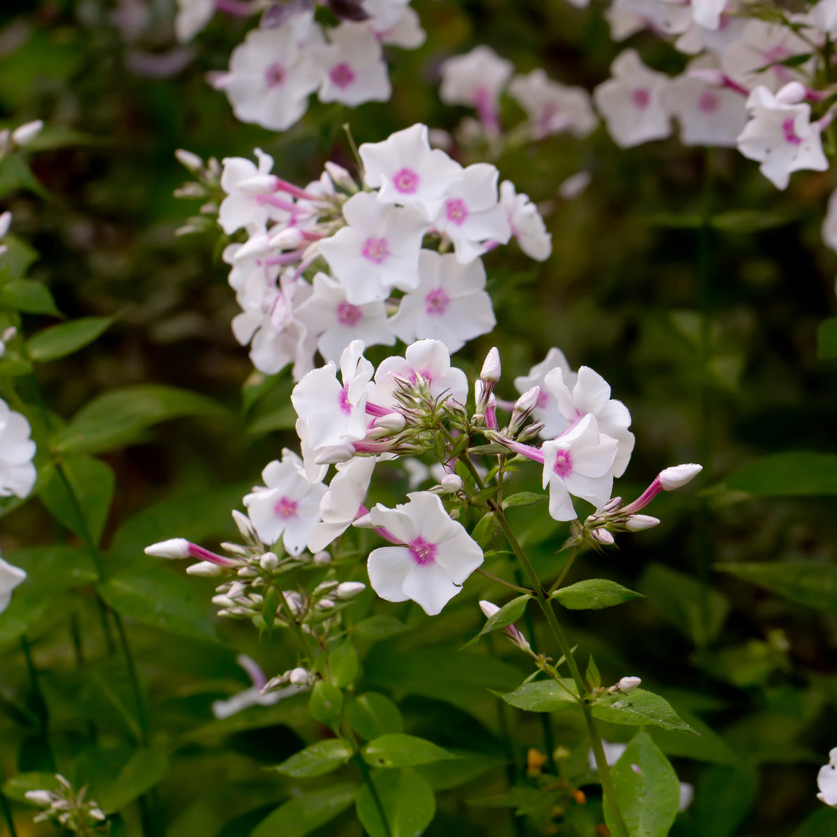 Flame White Eye Phlox Seeds - Cold Resistant, 25+ seeds