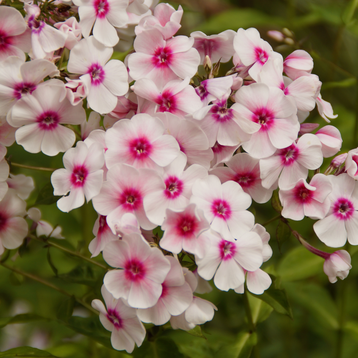 25+ Seeds| Flame White Eye Phlox Seeds - Cold Resistant - Drought Resistant - Evergreen - Potted - Plant in early Spring/Fall - #88