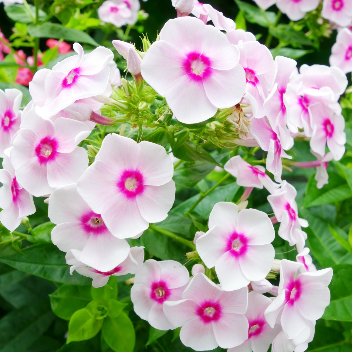 25+ Seeds| Flame White Eye Phlox Seeds - Cold Resistant - Drought Resistant - Evergreen - Potted - Plant in early Spring/Fall - #88