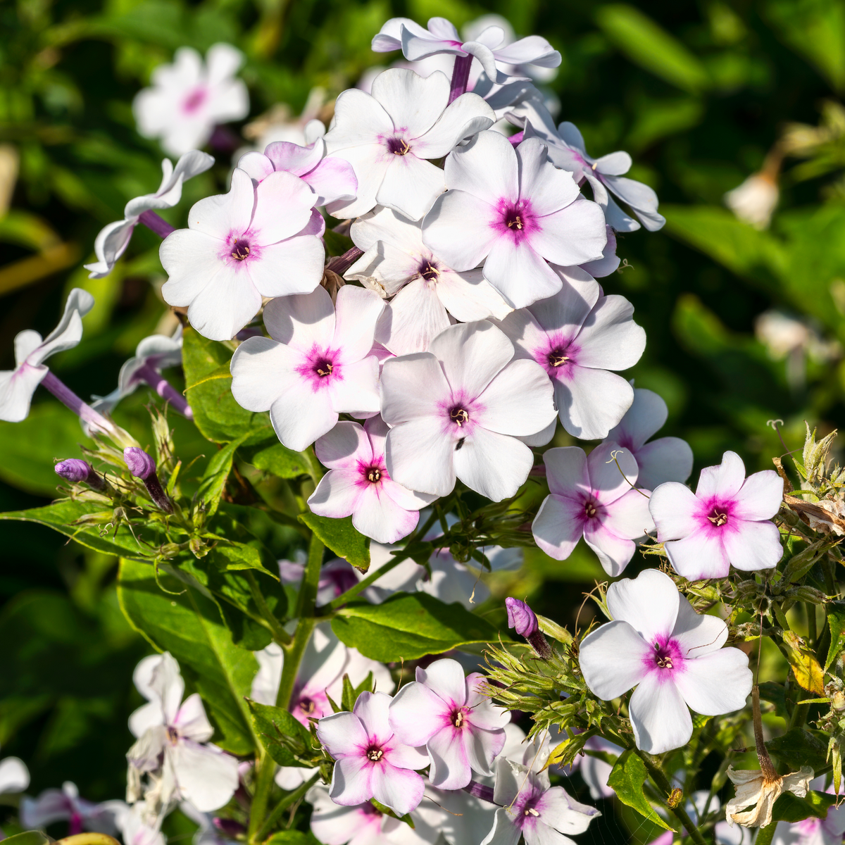 25+ Seeds| Flame White Eye Phlox Seeds - Cold Resistant - Drought Resistant - Evergreen - Potted - Plant in early Spring/Fall - #88