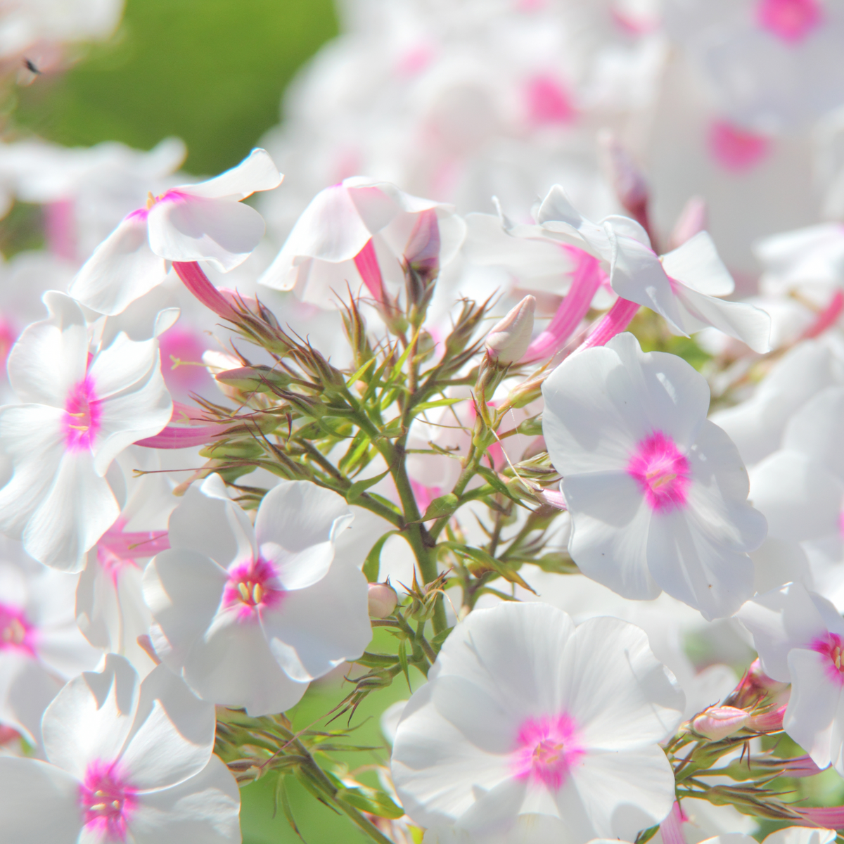 25+ Seeds| Flame White Eye Phlox Seeds - Cold Resistant - Drought Resistant - Evergreen - Potted - Plant in early Spring/Fall - #88