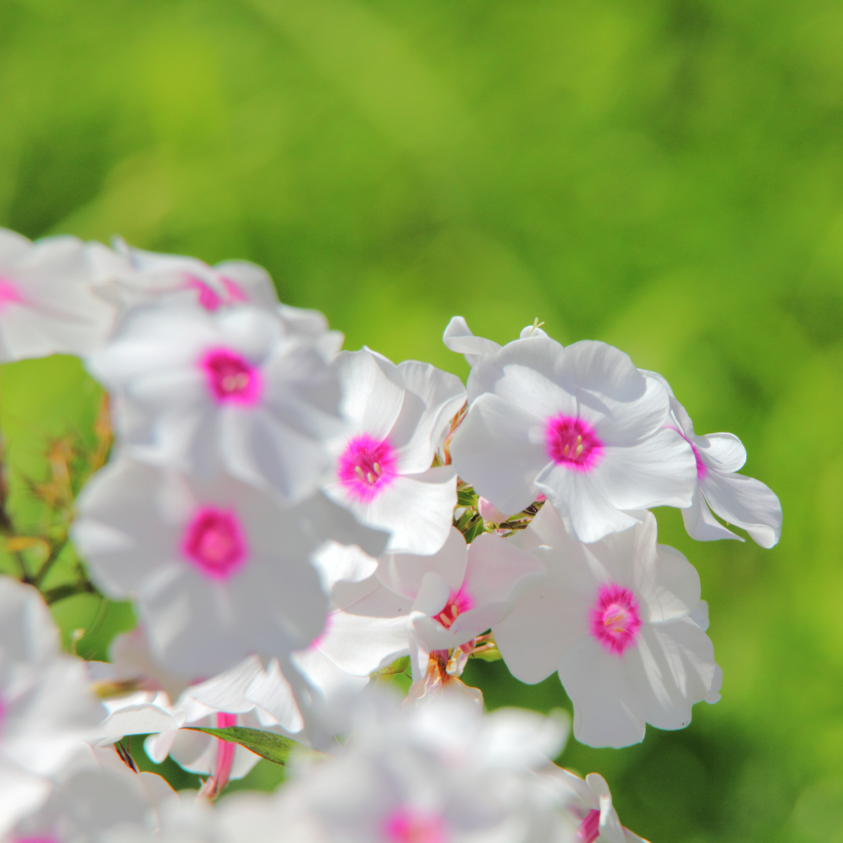 25+ Seeds| Flame White Eye Phlox Seeds - Cold Resistant - Drought Resistant - Evergreen - Potted - Plant in early Spring/Fall - #88