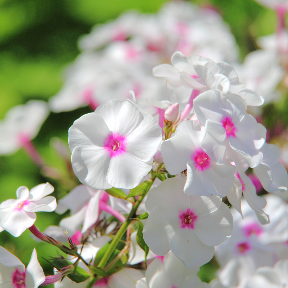 25+ Seeds| Flame White Eye Phlox Seeds - Cold Resistant - Drought Resistant - Evergreen - Potted - Plant in early Spring/Fall - #88