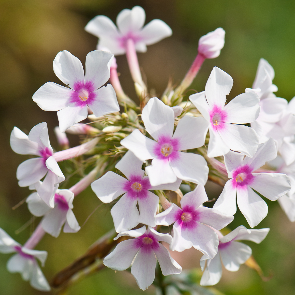25+ Seeds| Flame White Eye Phlox Seeds - Cold Resistant - Drought Resistant - Evergreen - Potted - Plant in early Spring/Fall - #88