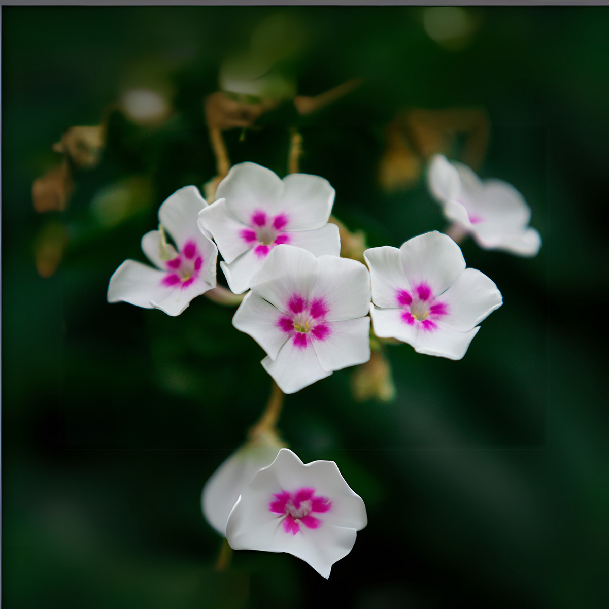 Flame White Eye Phlox Seeds - Cold Resistant, 25+ seeds